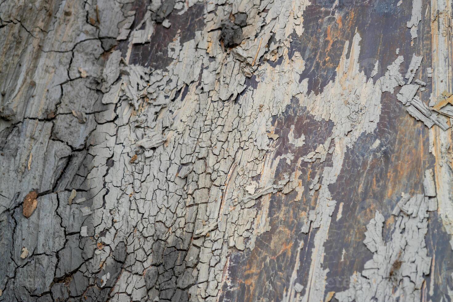 Weathered wood texture close-up natural environment rustic aesthetics photo