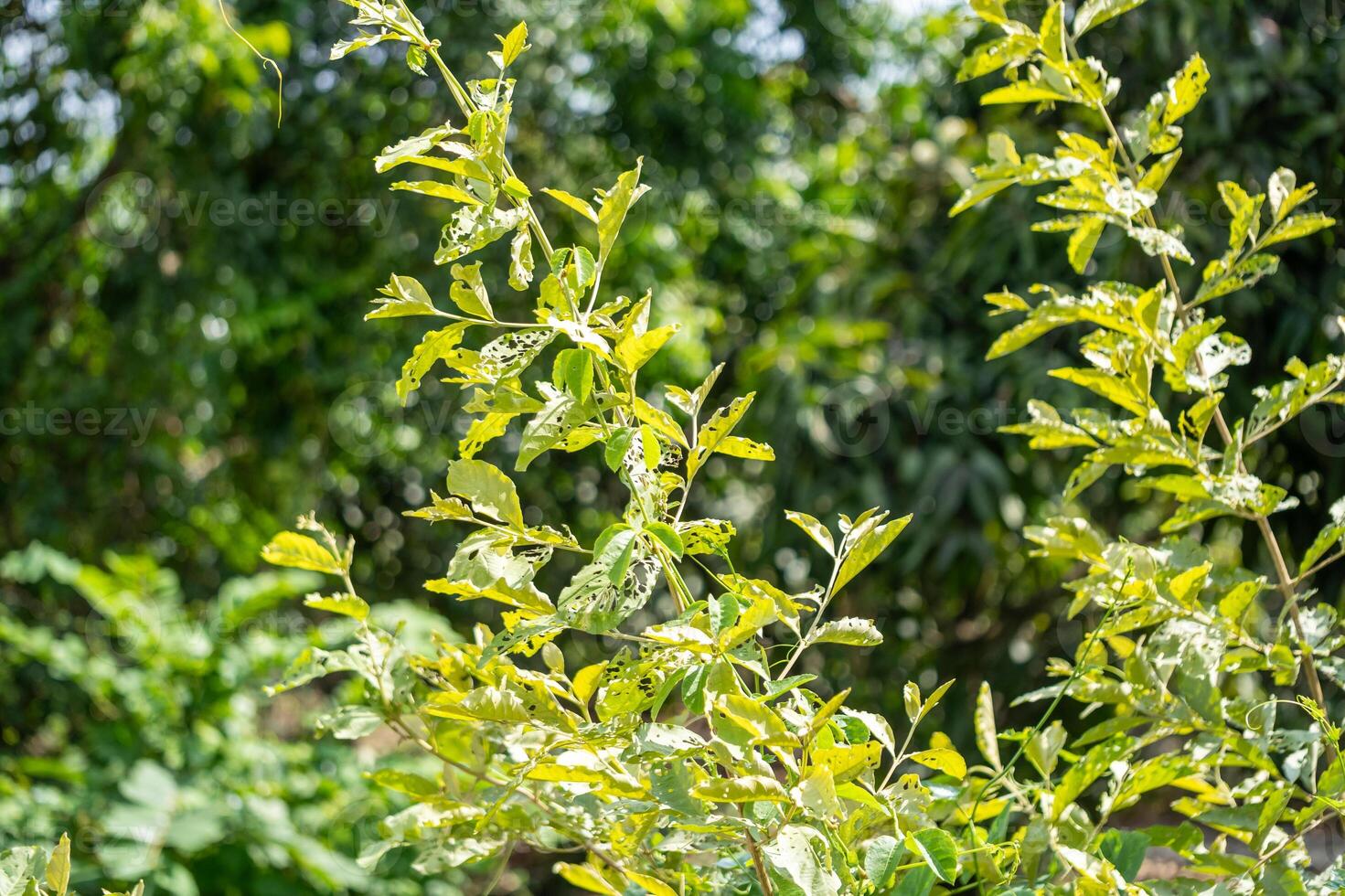 Lush green leaves highlighting nature's beauty in a sunlit garden environment photo
