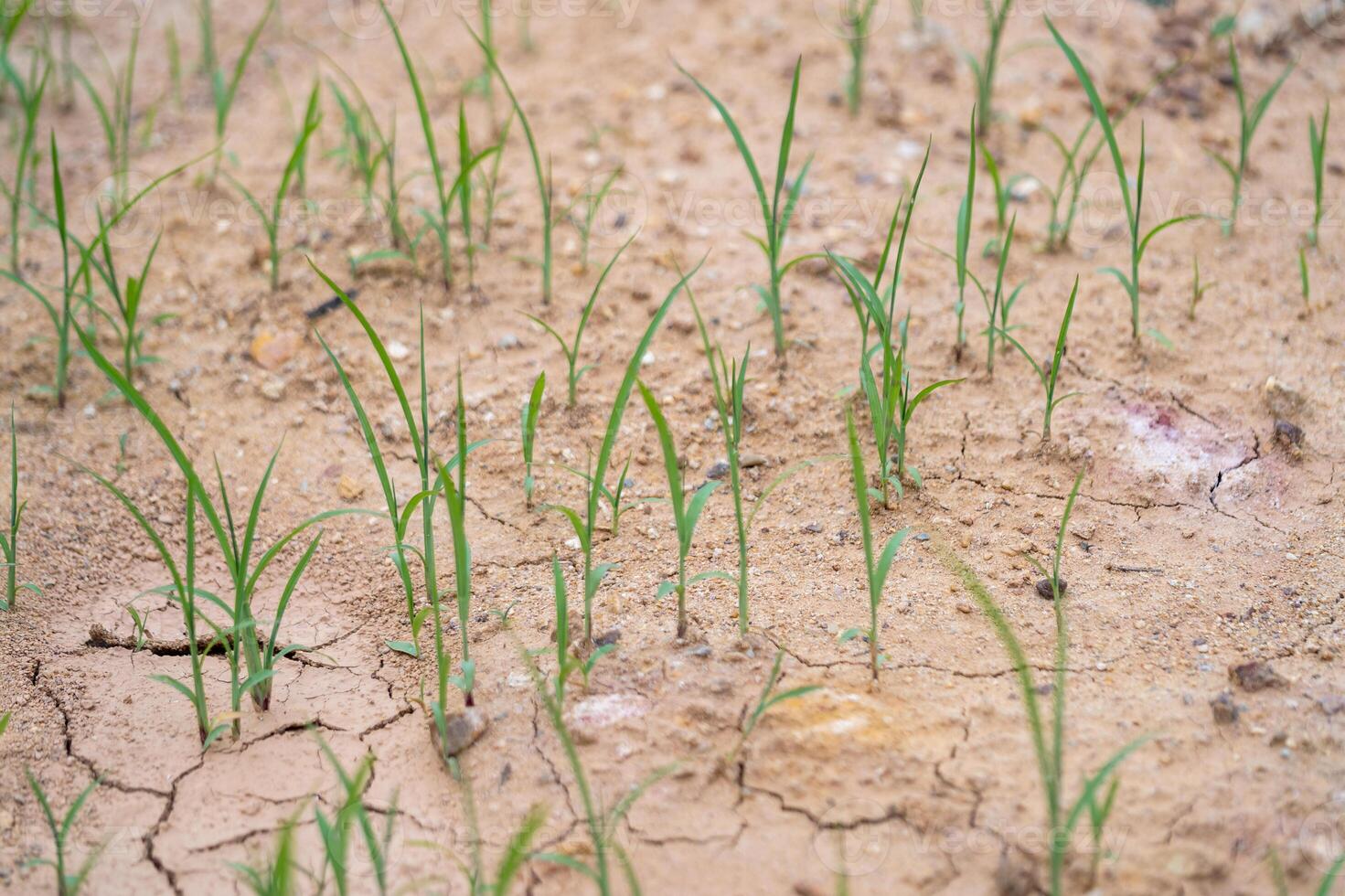 Emerging grass growth in arid soil agricultural field nature outdoor landscape close-up shot photo