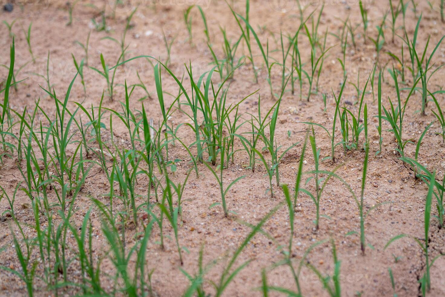 Emerging grass growth dry soil nature open field close-up resilience concept photo