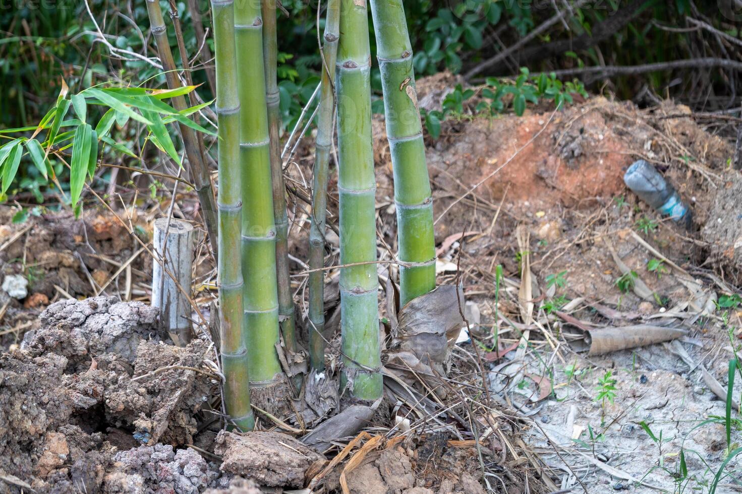 Bamboo growth in nature close-up lush environment tranquil viewpoint photo