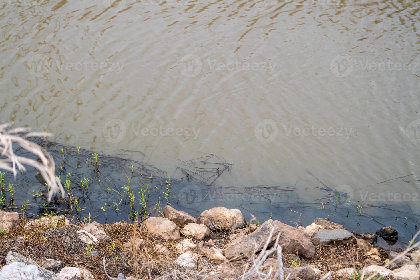 Water pollution impact riverbanks natural habitat outdoor close-up environmental awareness photo