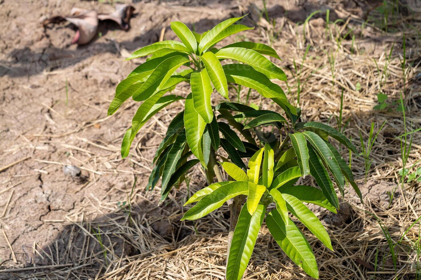 Planting new life young mango sapling in rural field nature sunny environment close-up view photo