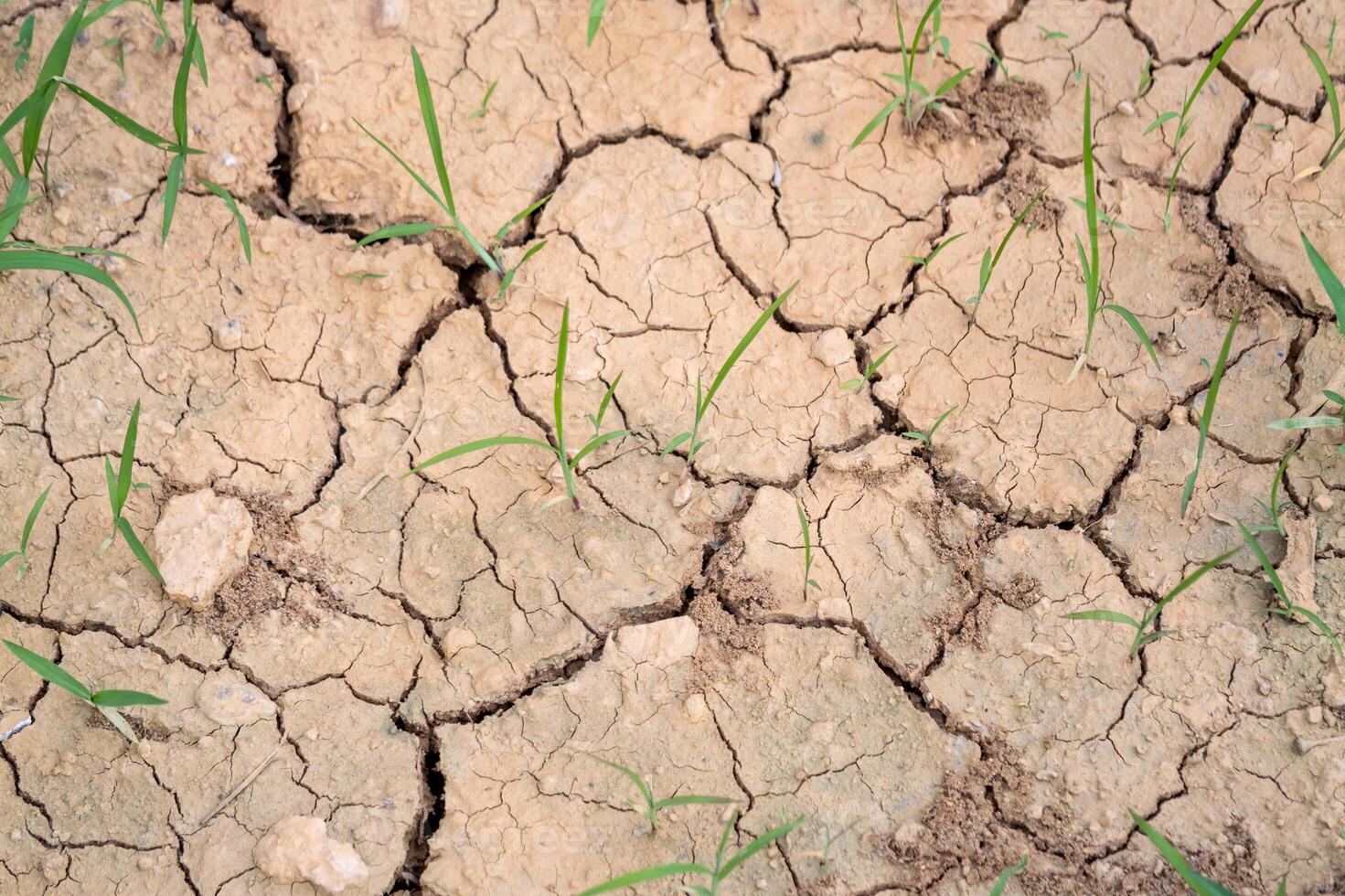 Exploring drought's impact soil health and sustainability in agricultural fields photo