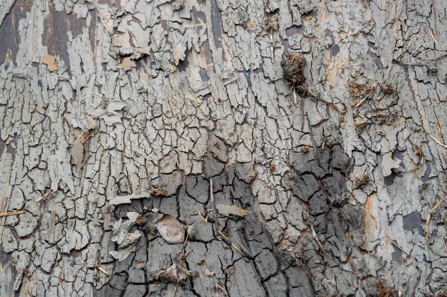 Nature's textured canvas close-up of peeling bark forest environment macro photo