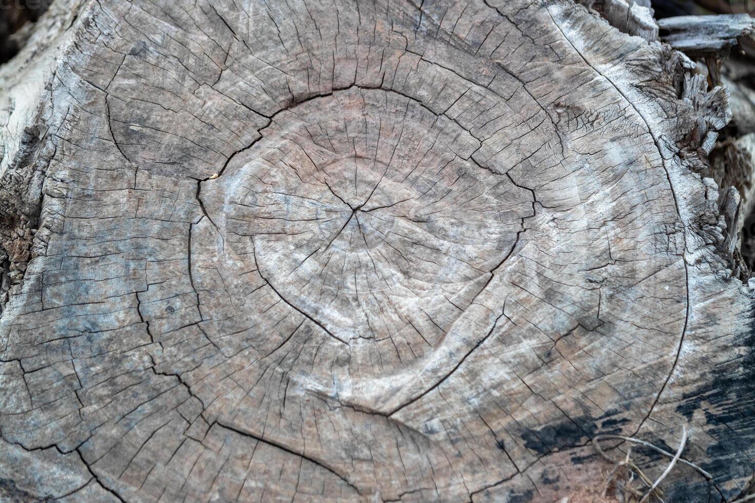 Tree ring close-up nature's artwork showcasing growth history in forest environment photo