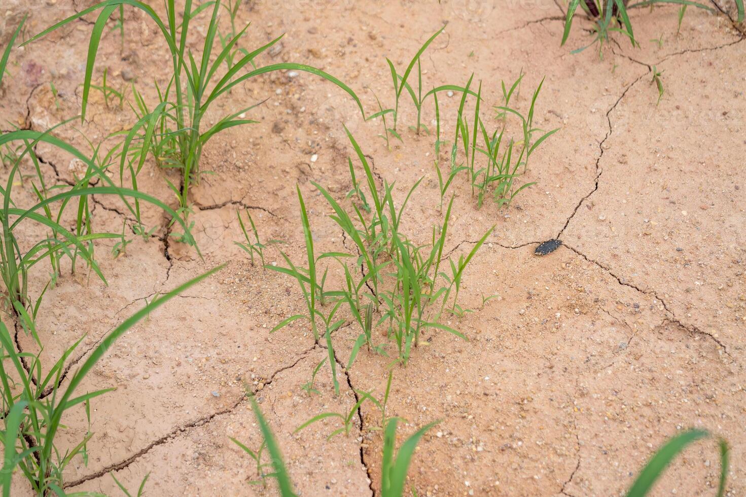 Drought impact grass growth arid landscape dry environment close-up view environmental concerns photo