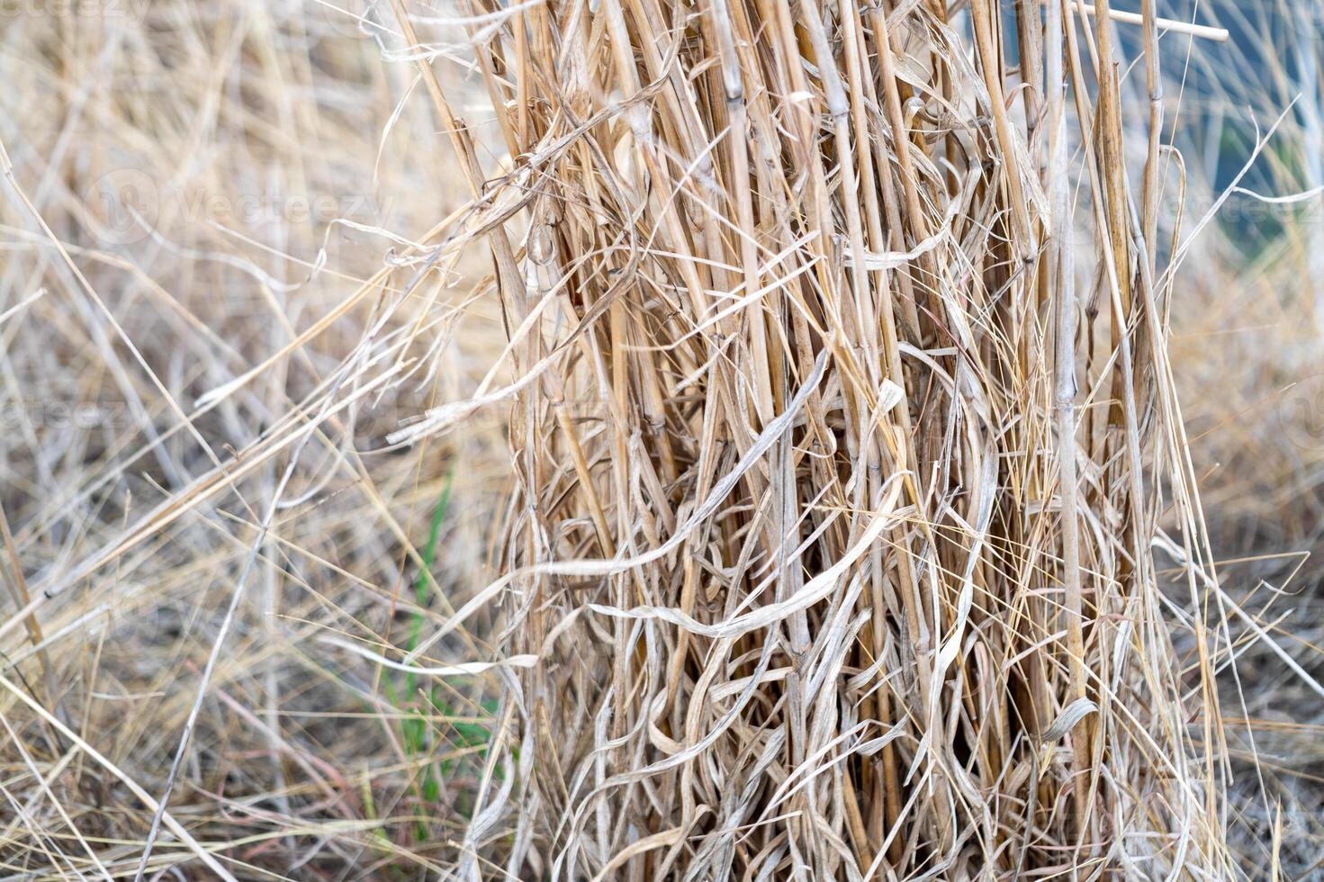 Harvesting dry grass rural field nature open environment close-up view seasonal change photo