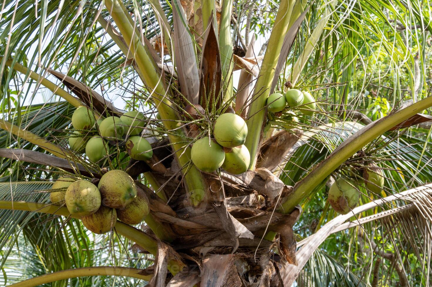 Harvesting green coconuts in tropical paradise nature lush environment close-up view photo