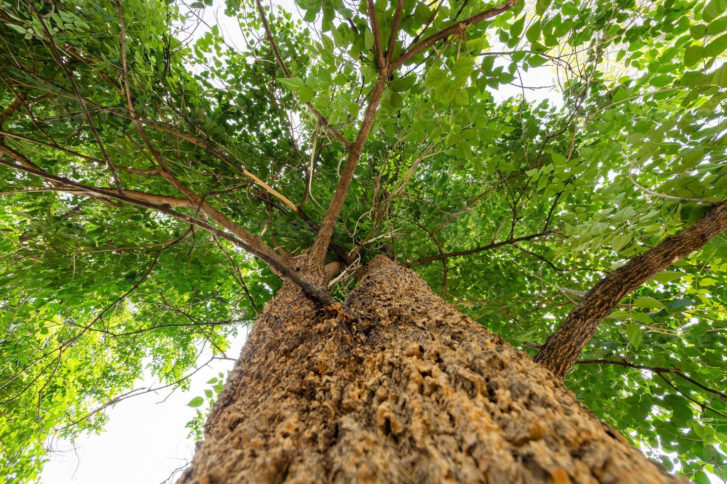 Tree growth and canopy view forest nature lush environment upward perspective photo