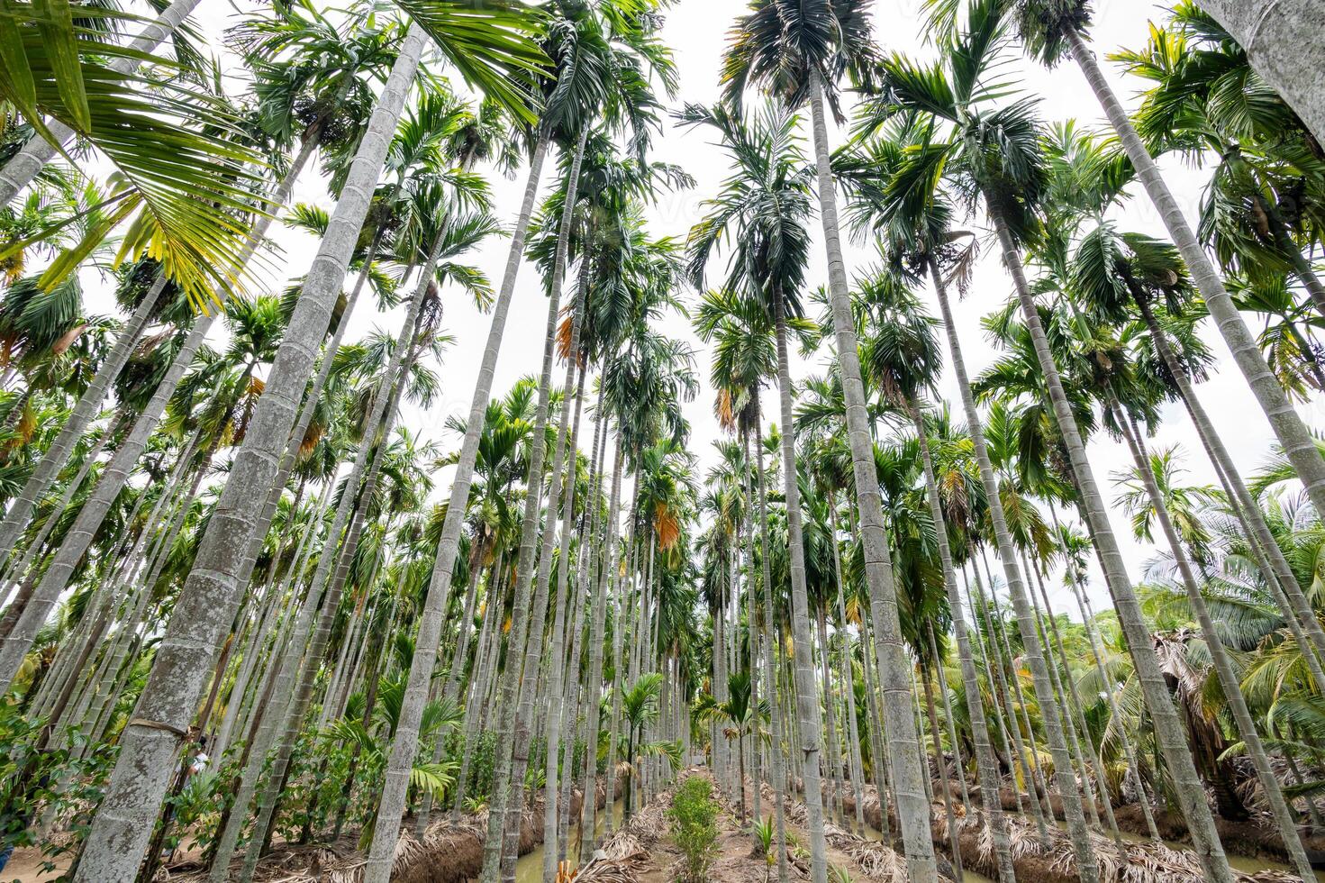 Lush palm trees towering overhead tropical landscape nature vibrant environment ground-level view photo