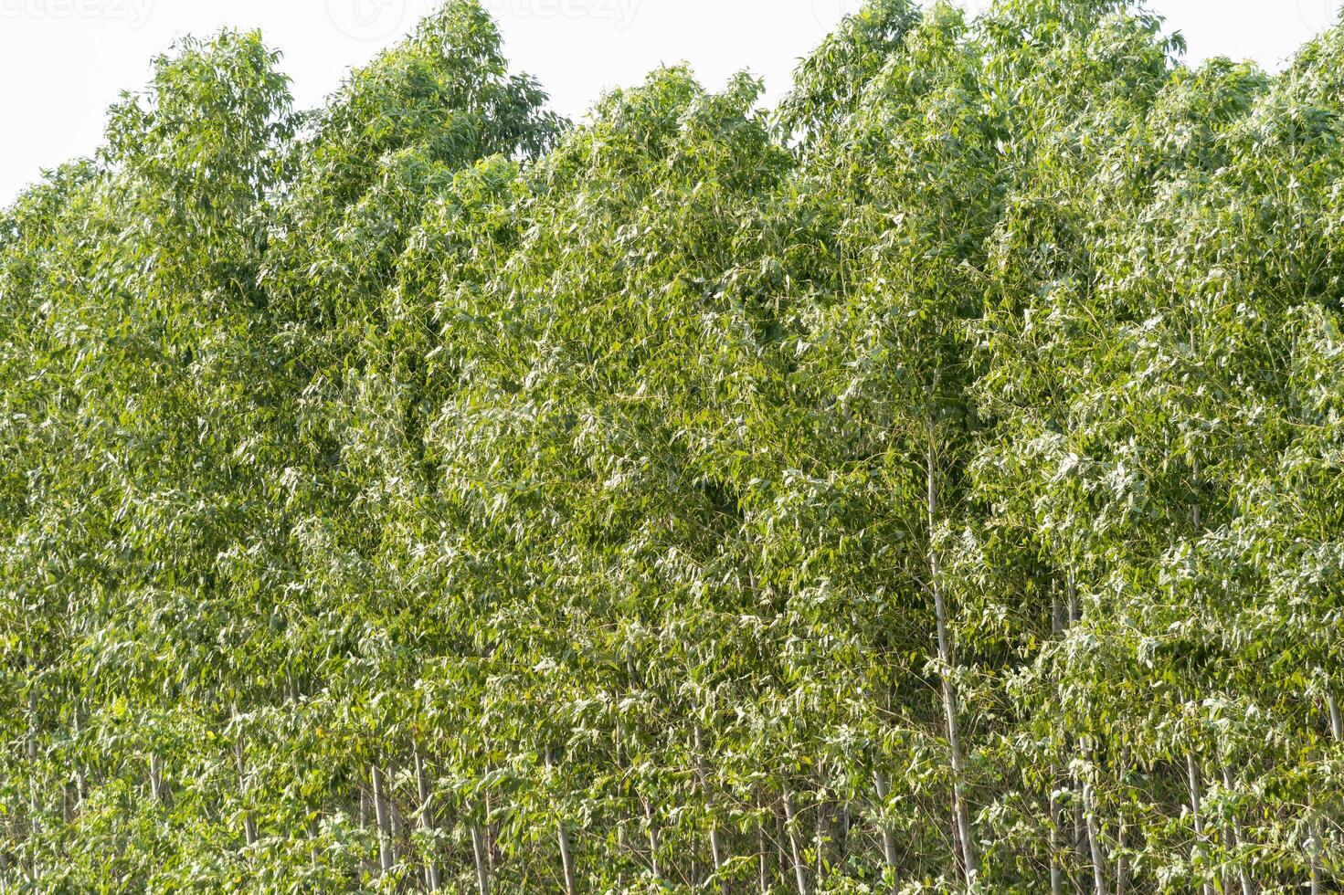 Eucalyptus tree growth forested area nature lush environment close-up view biodiversity concept photo