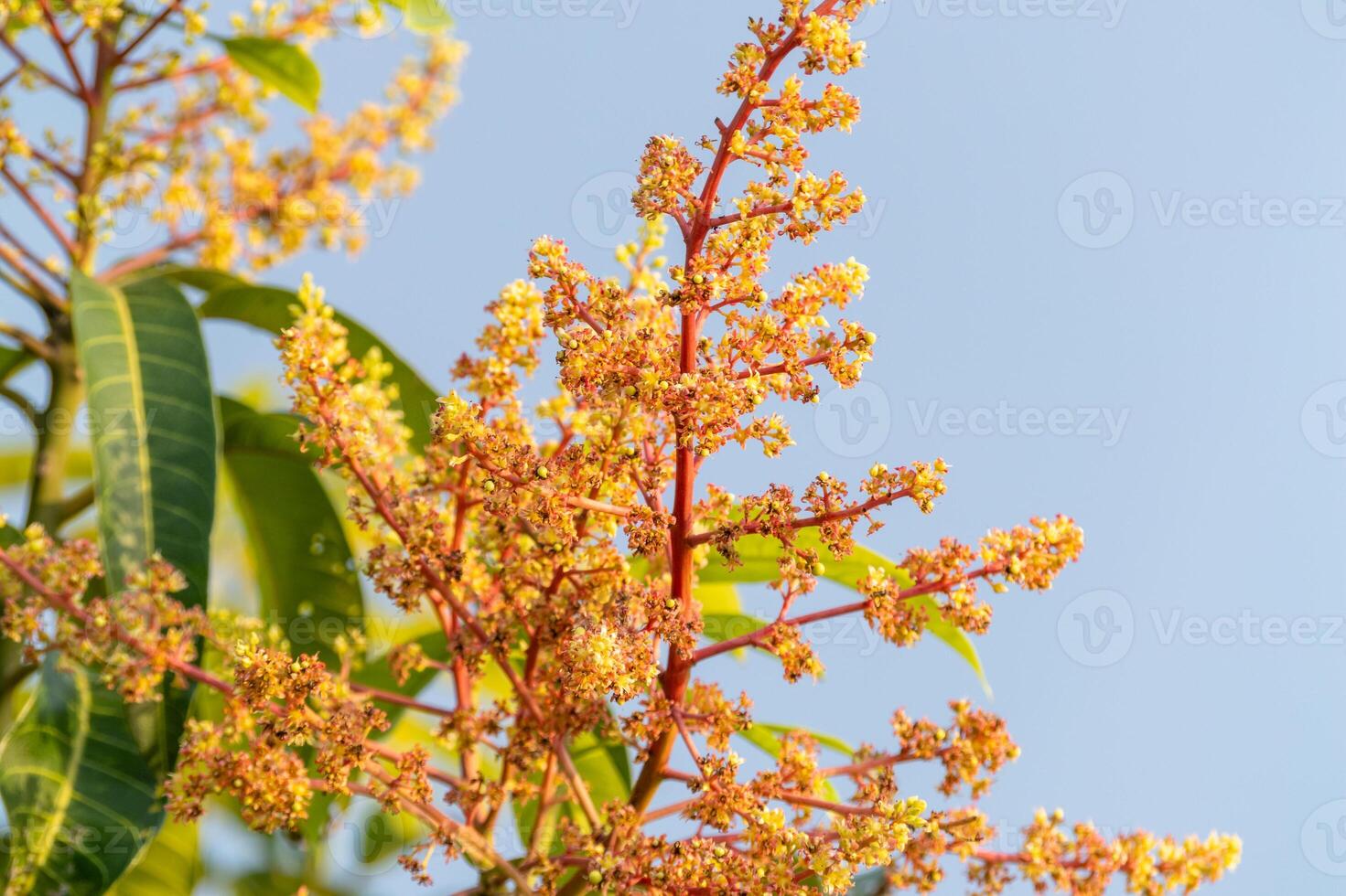 Mango flowering stage tropical garden close-up natural setting bright lighting photo