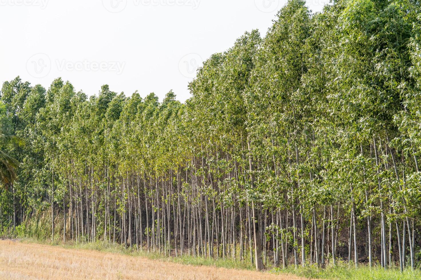 Trees growing tall in a lush forest nature scene outdoors vibrant greenery wide angle photo