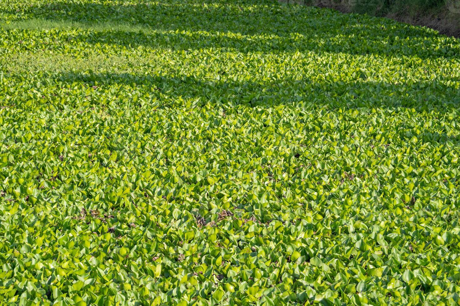 Vibrant green vegetation riverbank nature lush environment aerial view ecosystem awareness photo