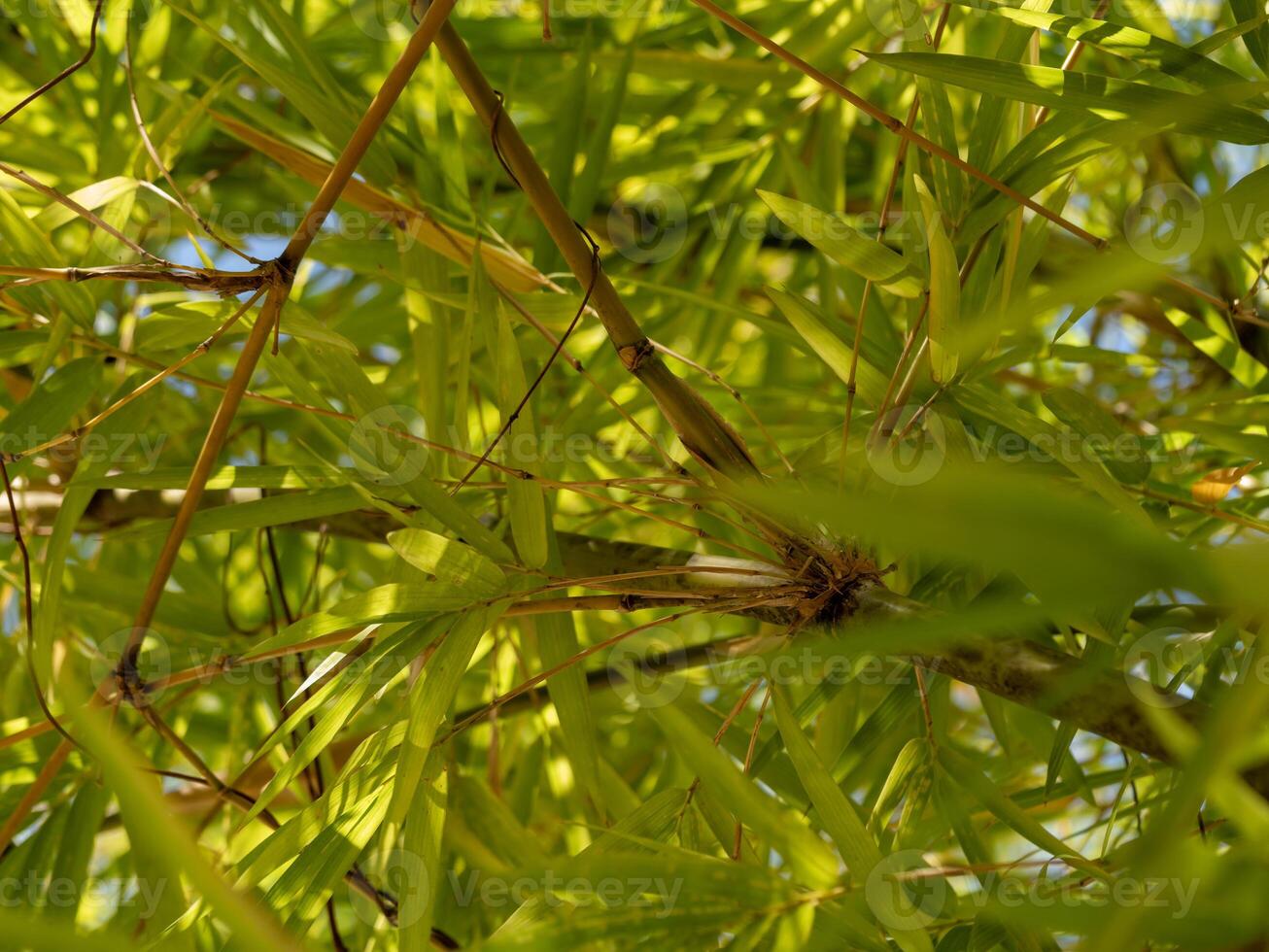 Exploring lush green bamboo forest nature close-up vibrant environment serene viewpoint photo