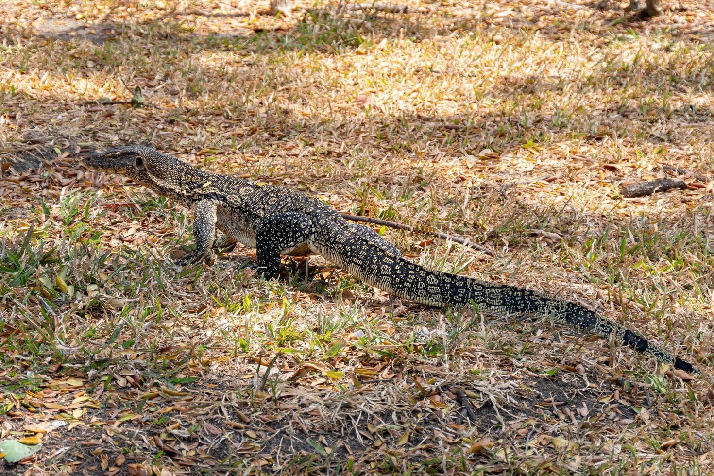 Outdoor wildlife close-up of a lizard crawling through grass in its natural habitat photo