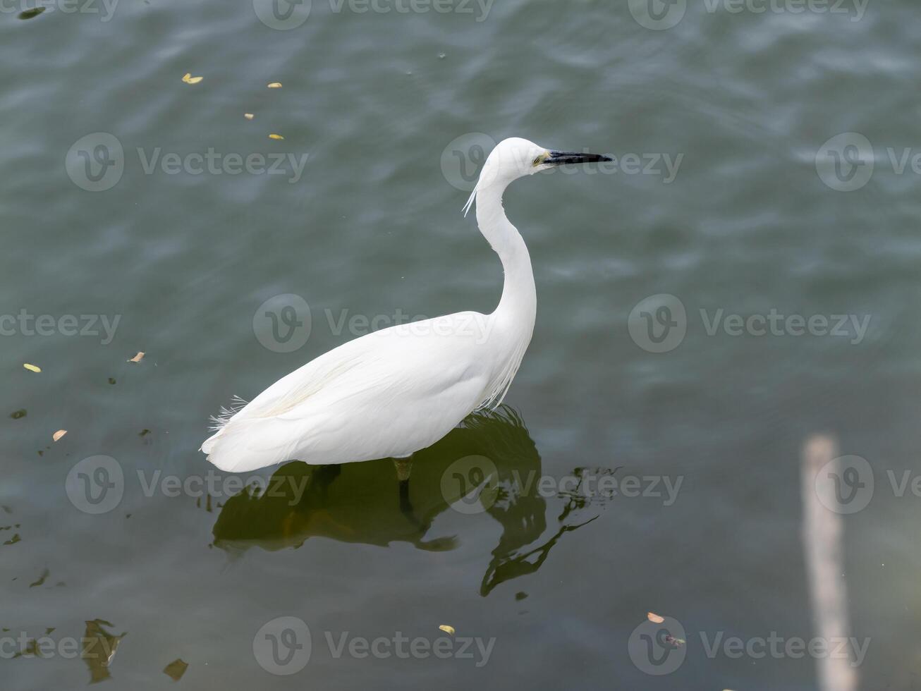 Elegant egret wading in serene waters nature tranquil environment close-up view photo