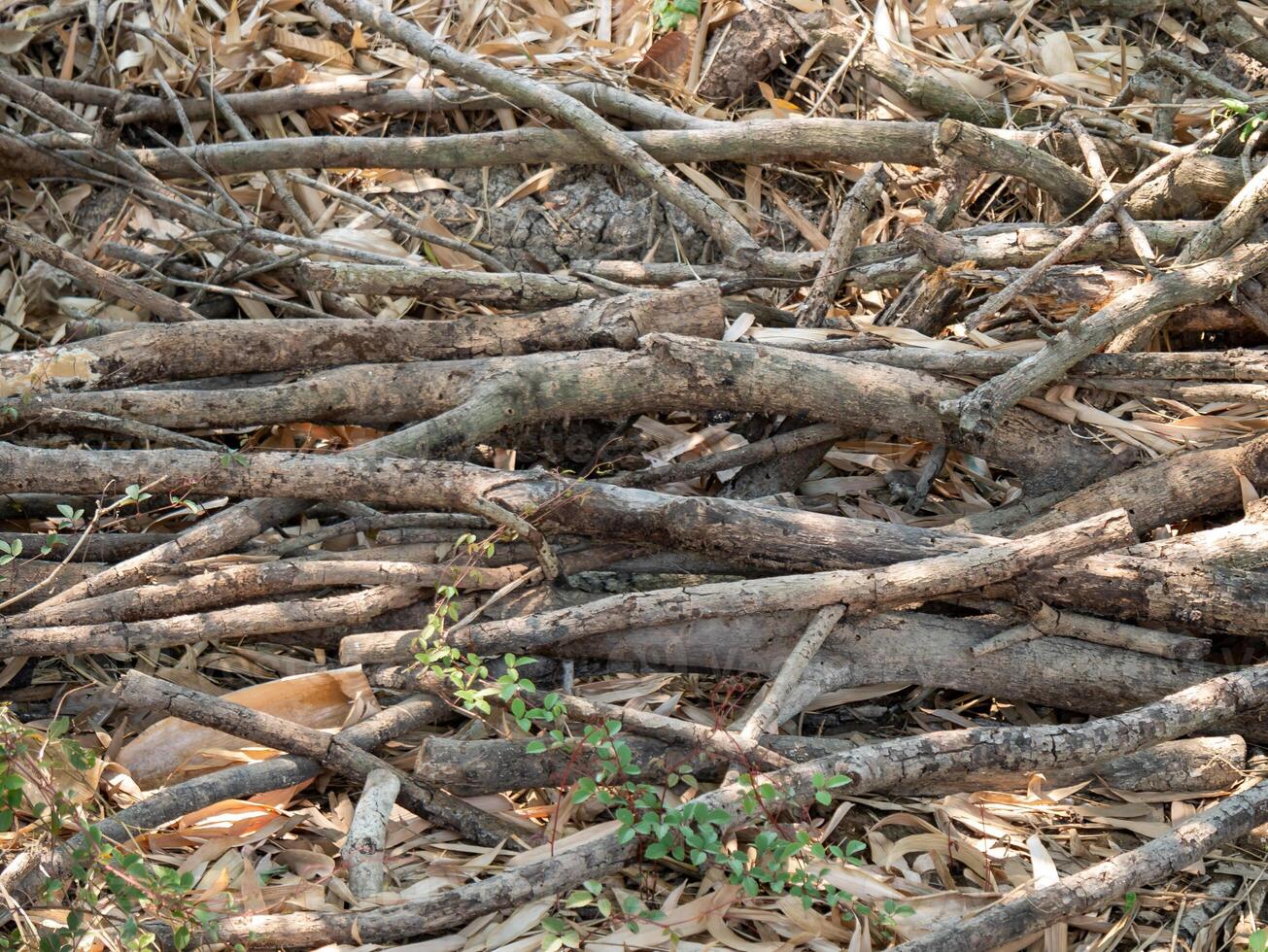 Gathering broken branches forest floor nature scene autumn setting ground level organic composition photo