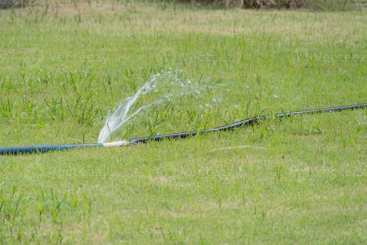 Watering grass using sprinkler system home garden nature outdoor close-up irrigation tips photo