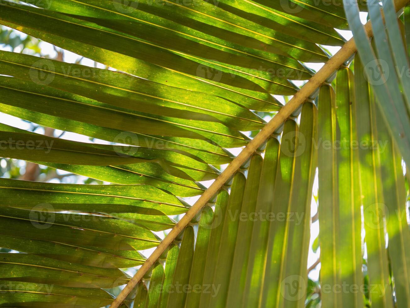 Lush green palm leaves tropical forest nature daylight close-up vibrant serenity photo