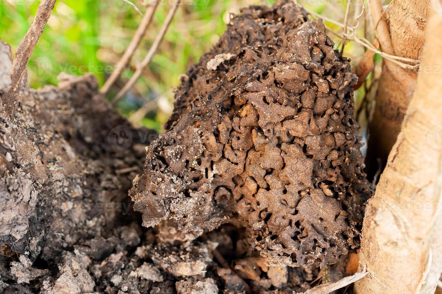 Exploring unique fungal structures nature reserve macro forest floor close-up mycology insights photo