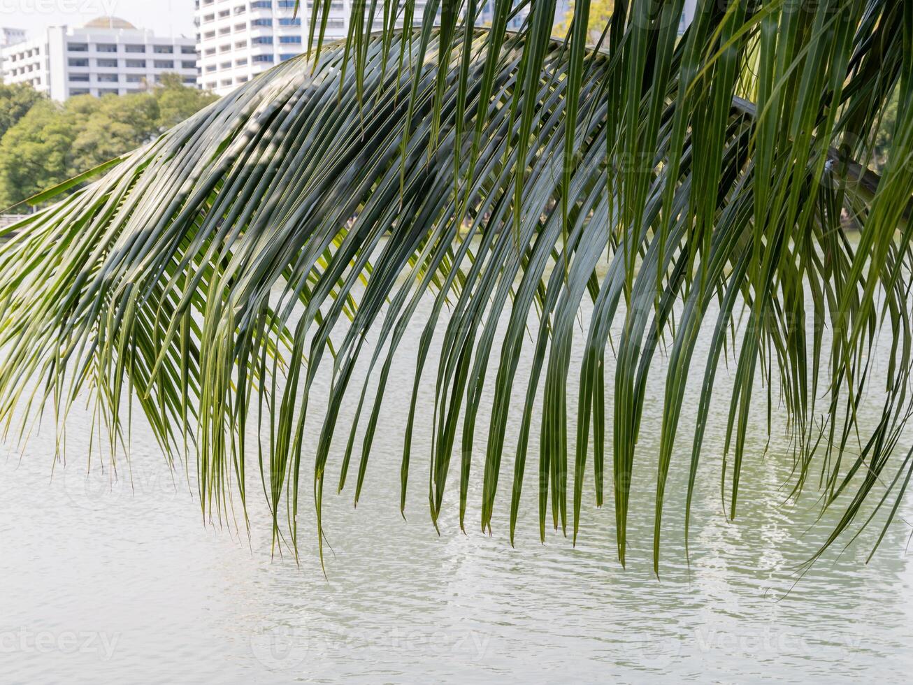 Tranquil water reflection with palm fronds urban landscape nature serene environment close-up view photo