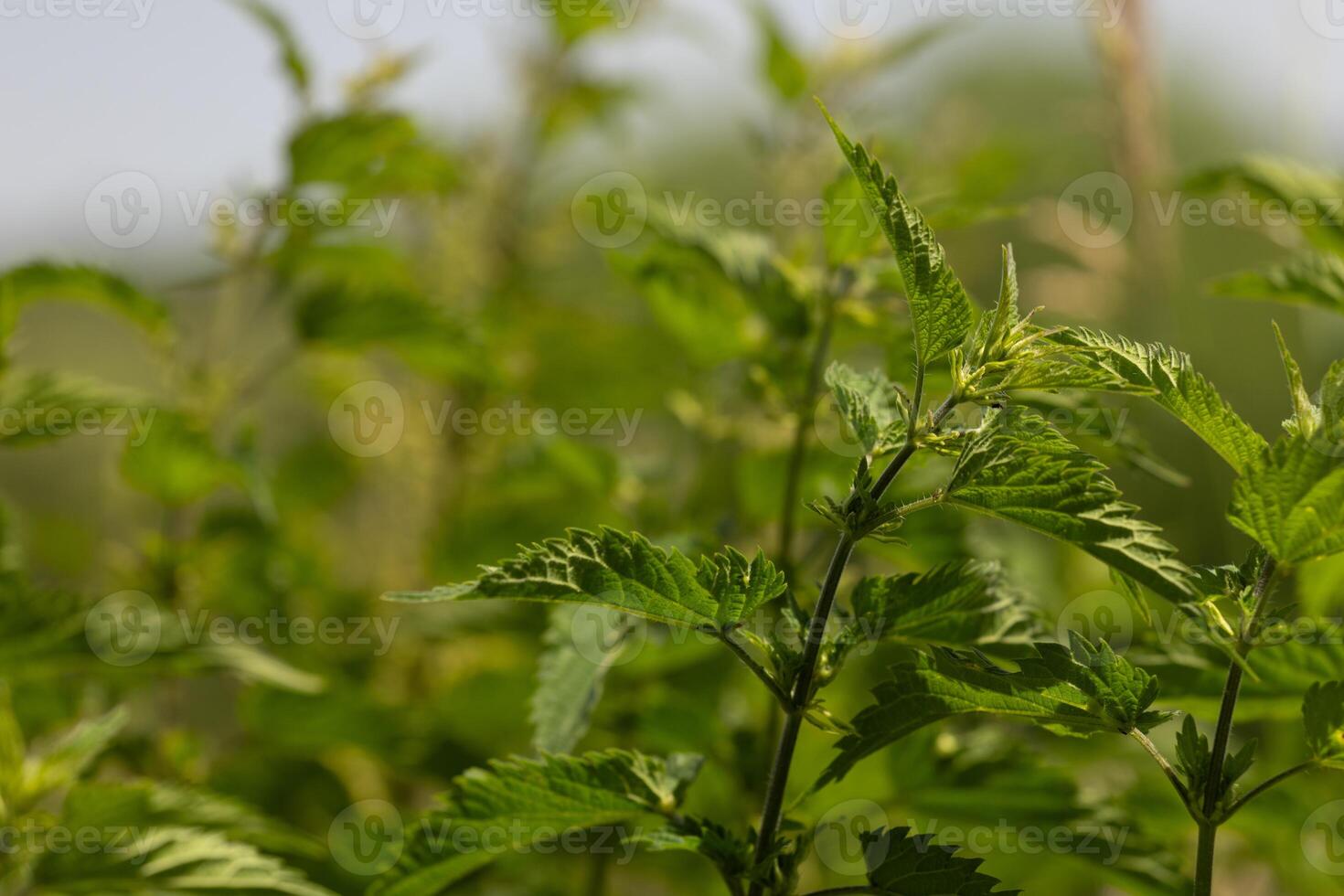 Closeup of Green Nettle Plants photo
