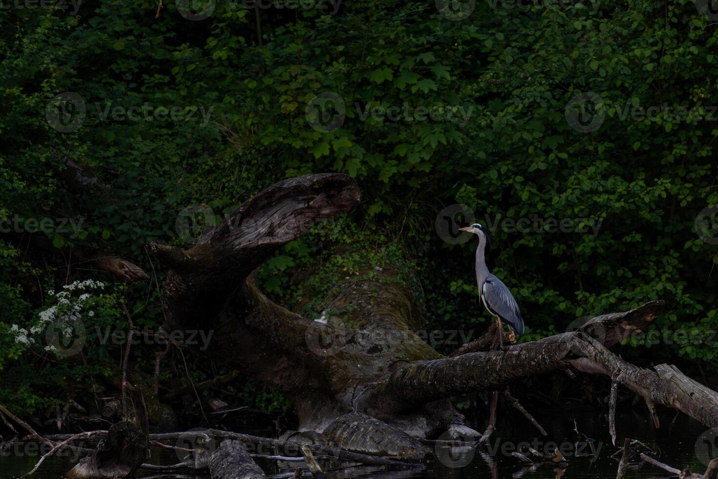 Heron Standing on Fallen Tree in Forest photo