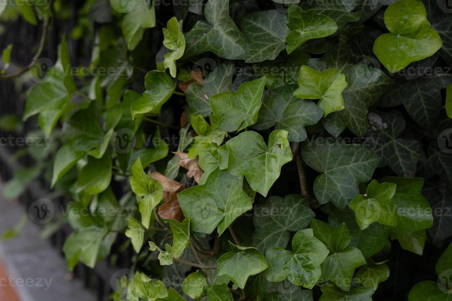 Closeup of Lush Green Ivy Leaves on Industrial Metal Fence Surface photo