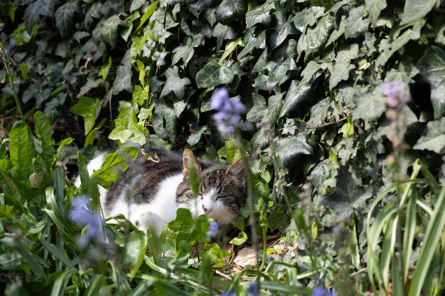 Tranquil Tabby Cat Resting Among Lush Ivy and Blooming Garden photo