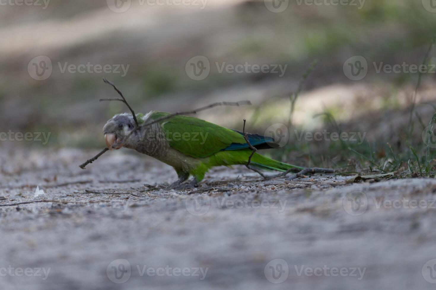 Parrot Gathering Nesting Materials photo