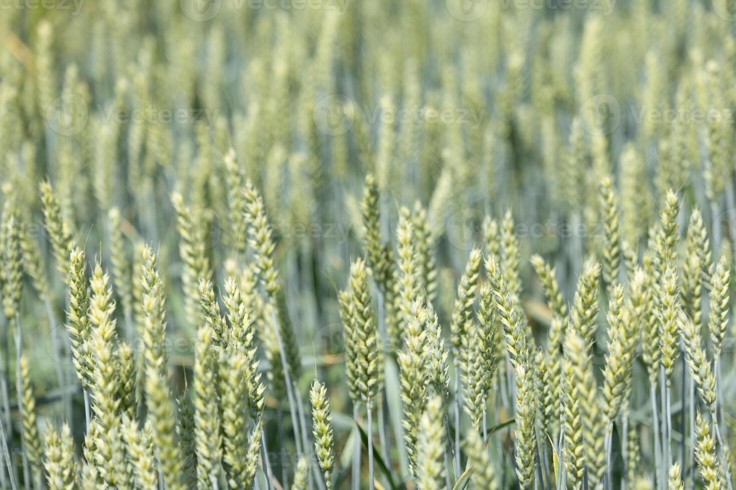 Wheat Field Closeup photo