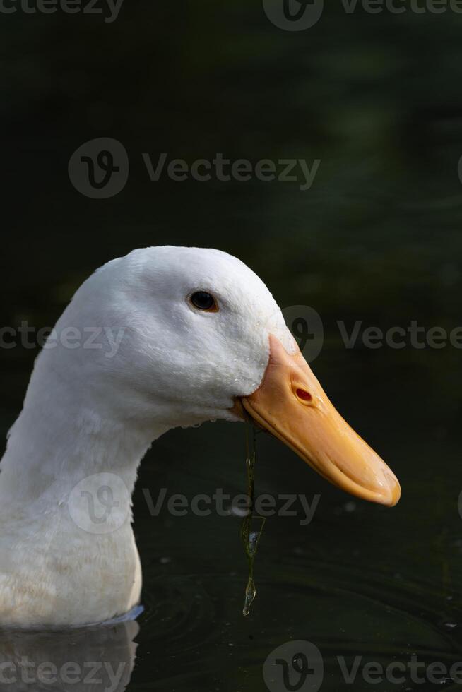 White Duck Eating in Water photo