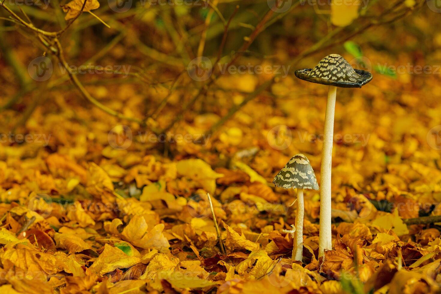 Two mushrooms are standing on a pile of yellow leaves photo