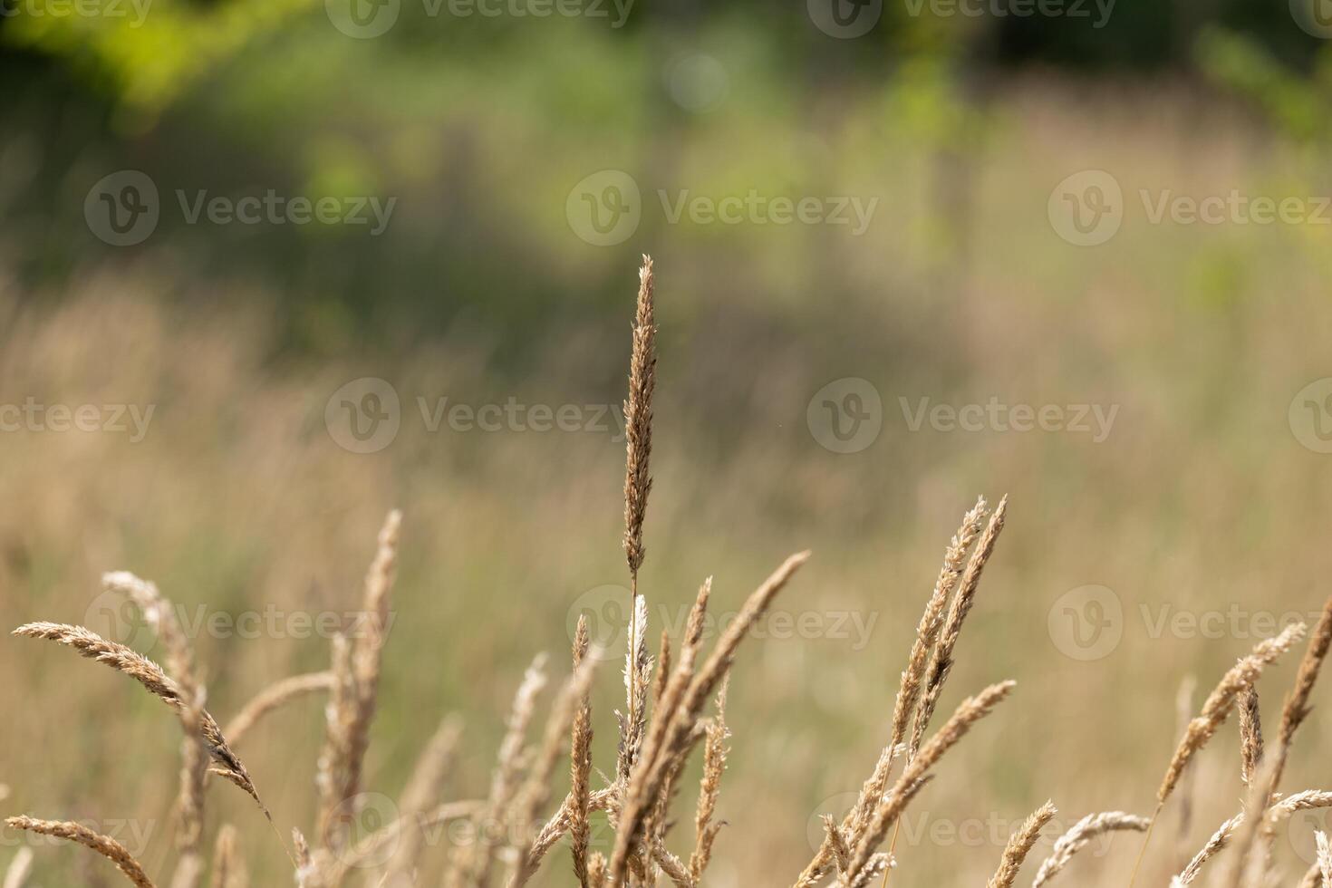 Closeup of Wild Grass in Field photo