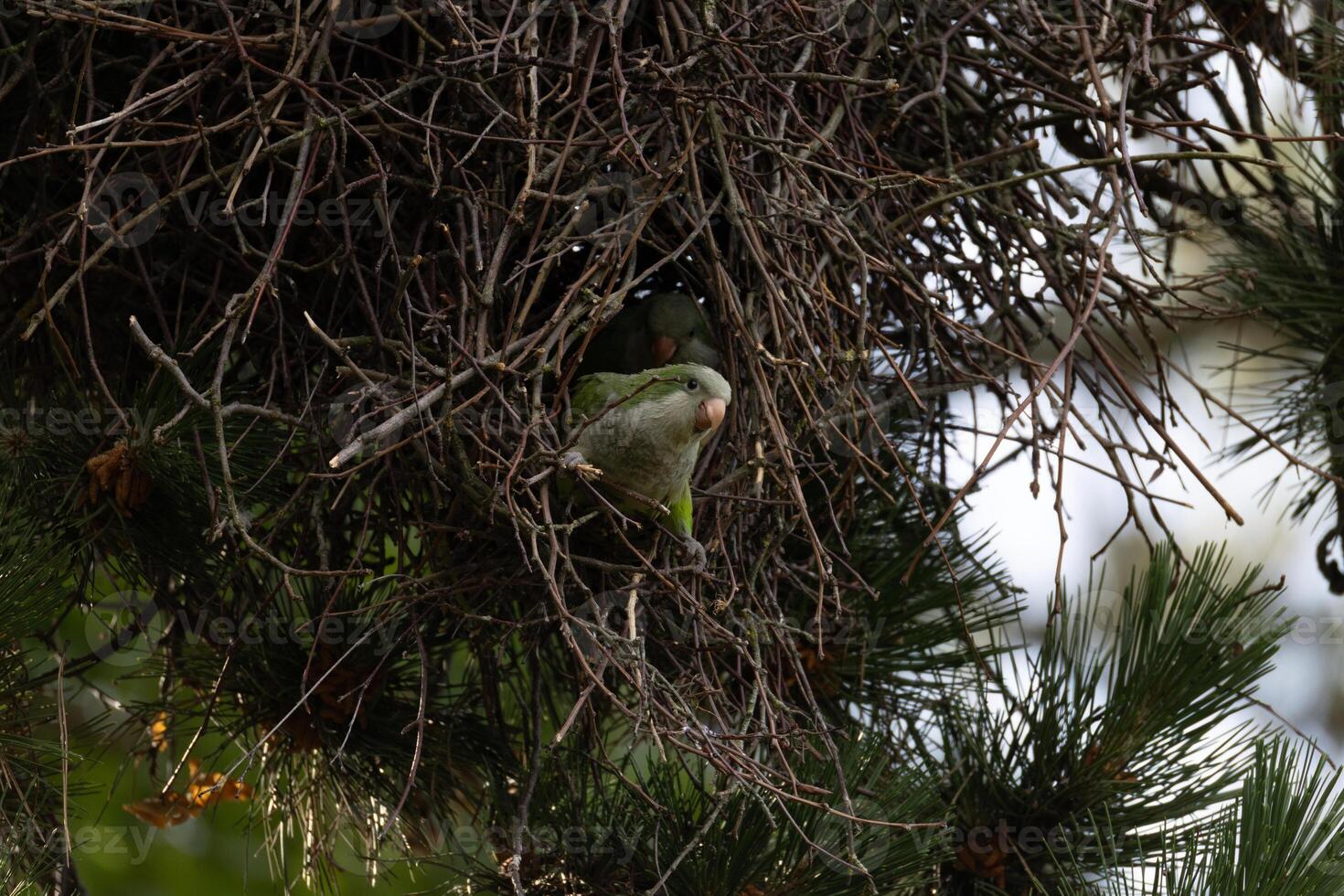Parrots in Thorny Nest photo