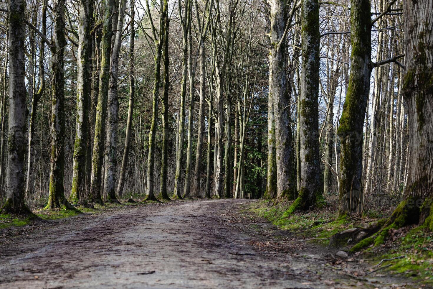 Serene Forest Pathway Lined with Tall Moss-Covered Trees in Early Spring photo