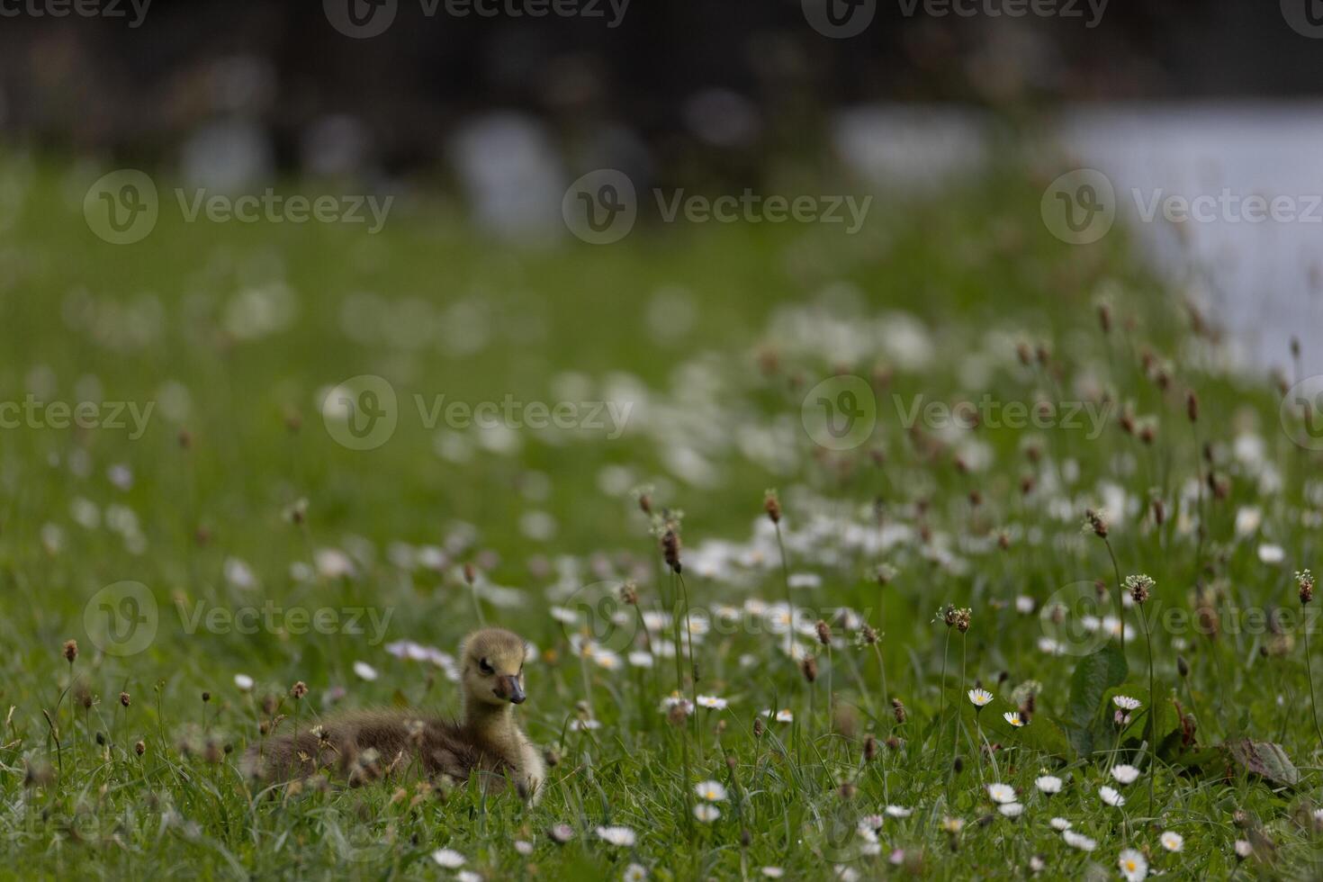 Gosling in Flowered Field photo