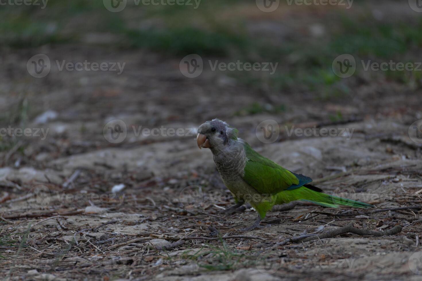 Parrot Walking on Ground photo