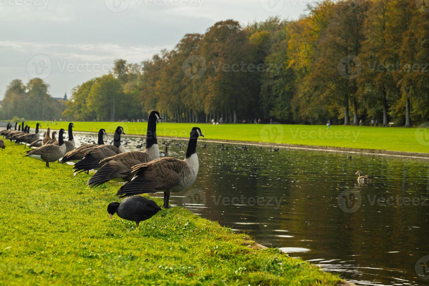 A group of geese are standing in a grassy area next to a river photo