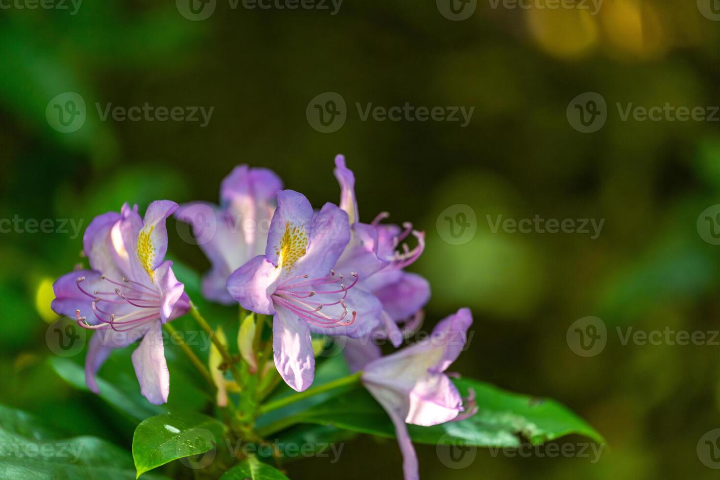 Purple Rhododendron Bloom in Sunlight photo