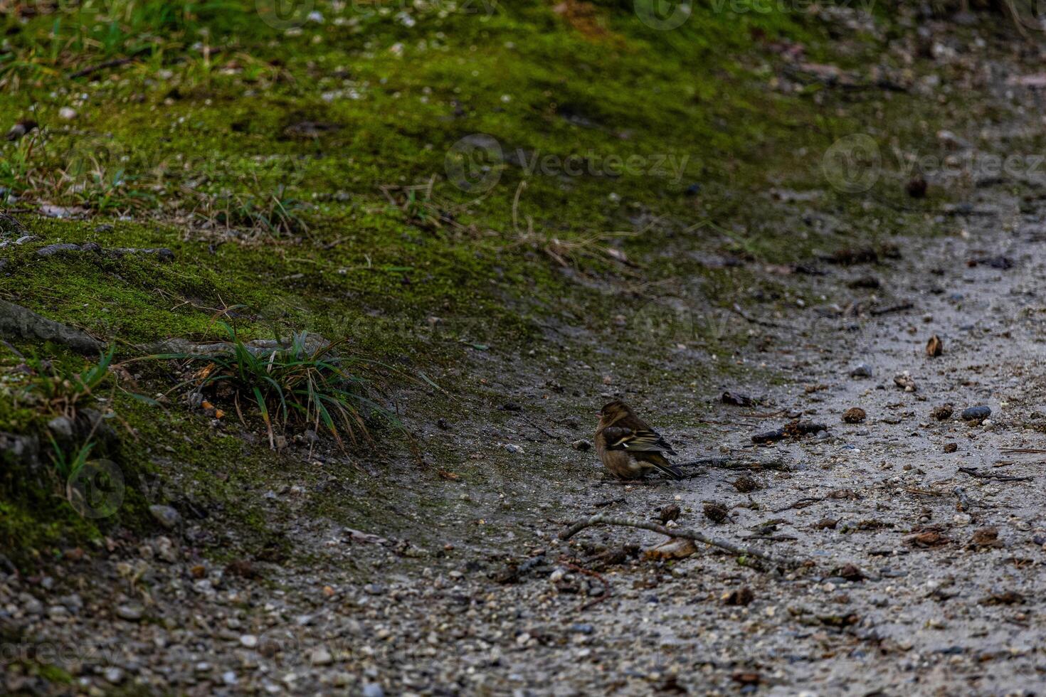 Small Bird on Mossy Forest Ground Surrounded by Twigs and Pebbles photo