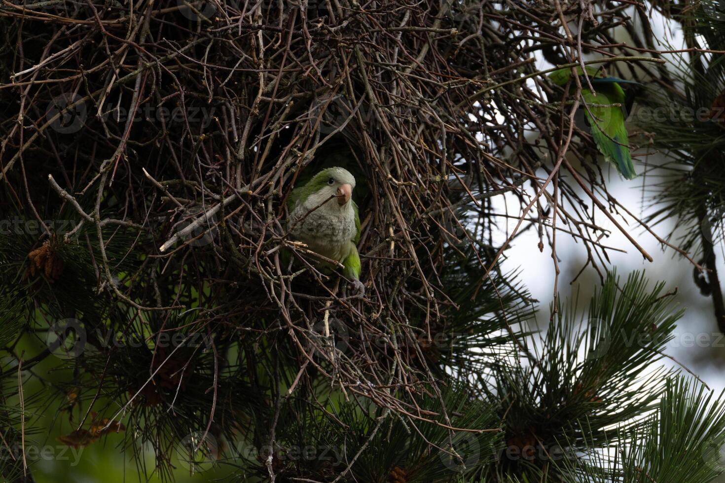 Parrot Nesting in Tree photo