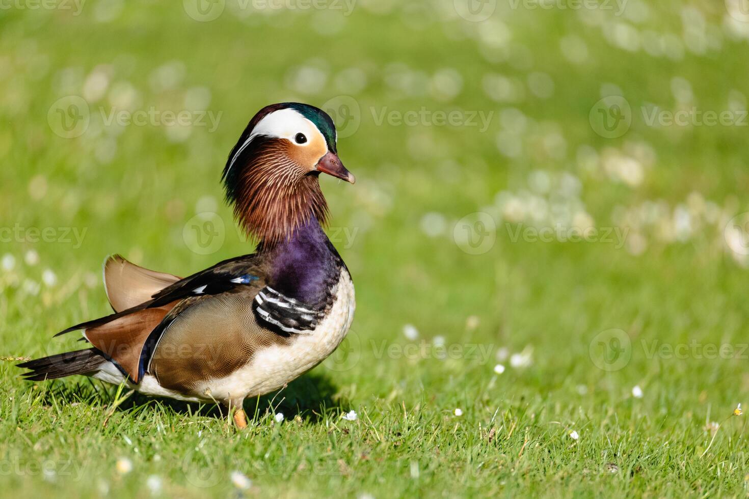 Mandarin Duck on Green Lawn photo