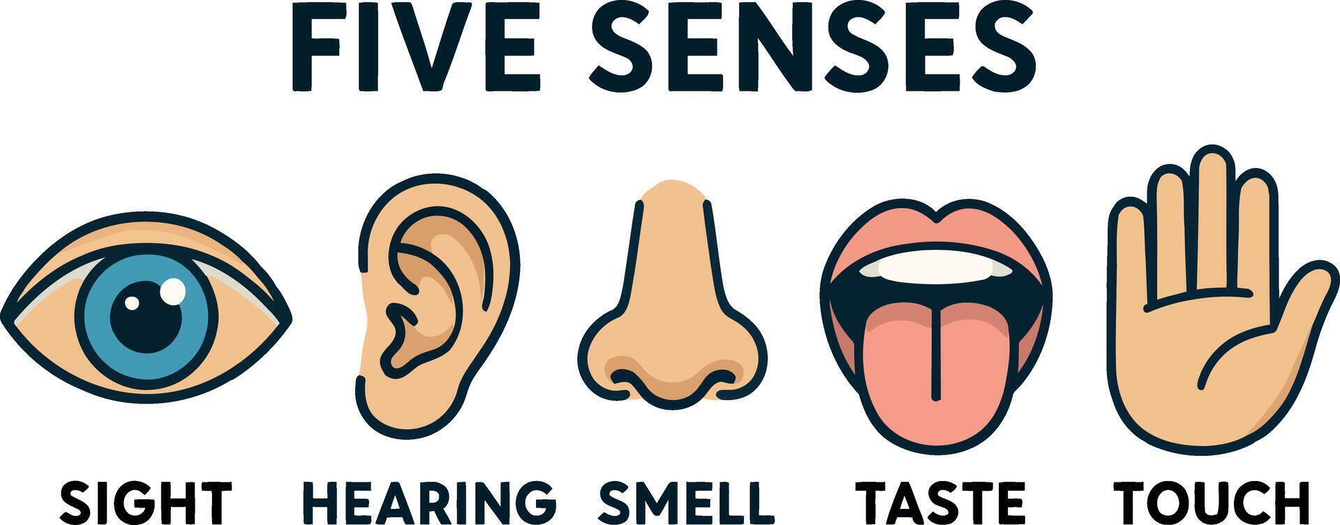 Five senses illustration vector
