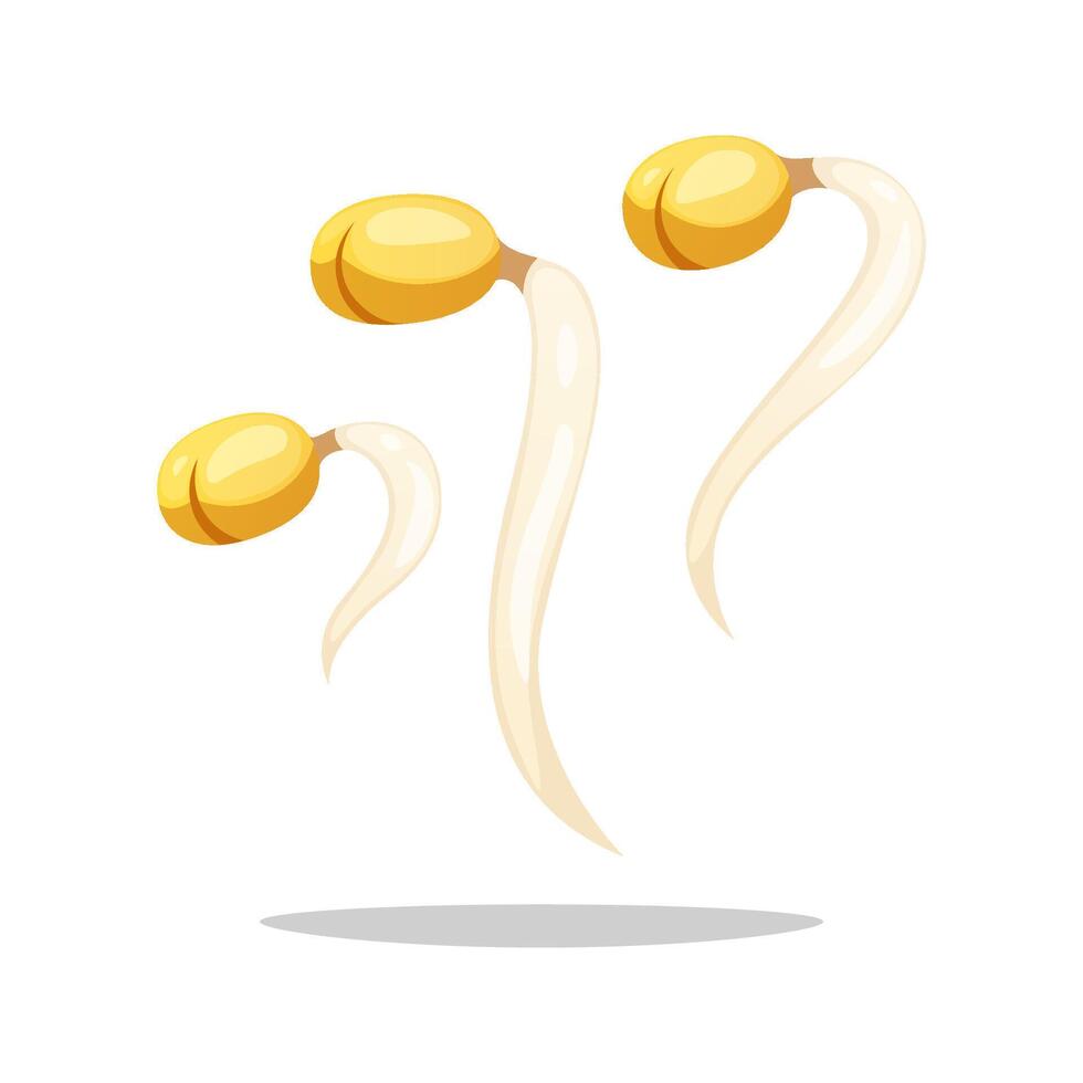 Bean sprouts vegetable, tauge isolated on white background. vector