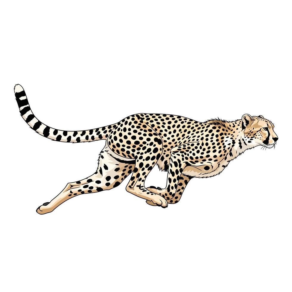 Cheetah Running Full Speed Tan Black Spots White Background vector