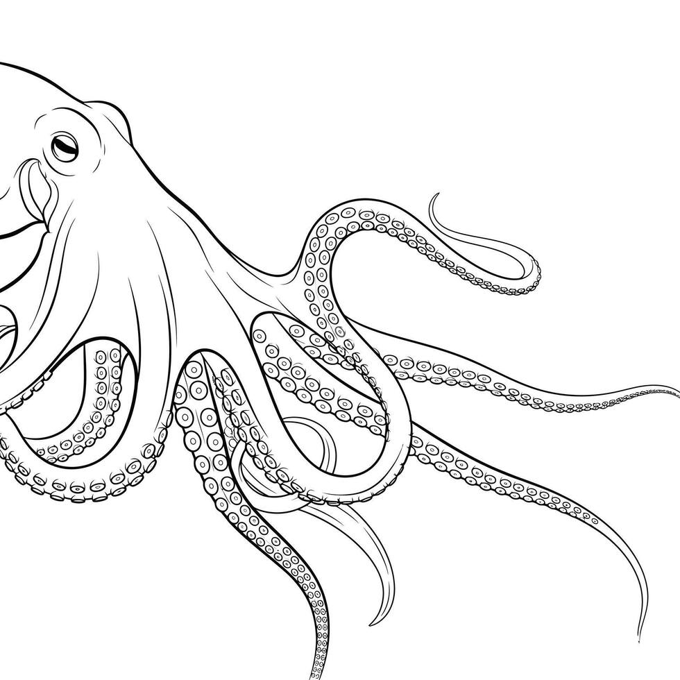Detailed Line Drawing of an Octopus Tentacles and Head vector