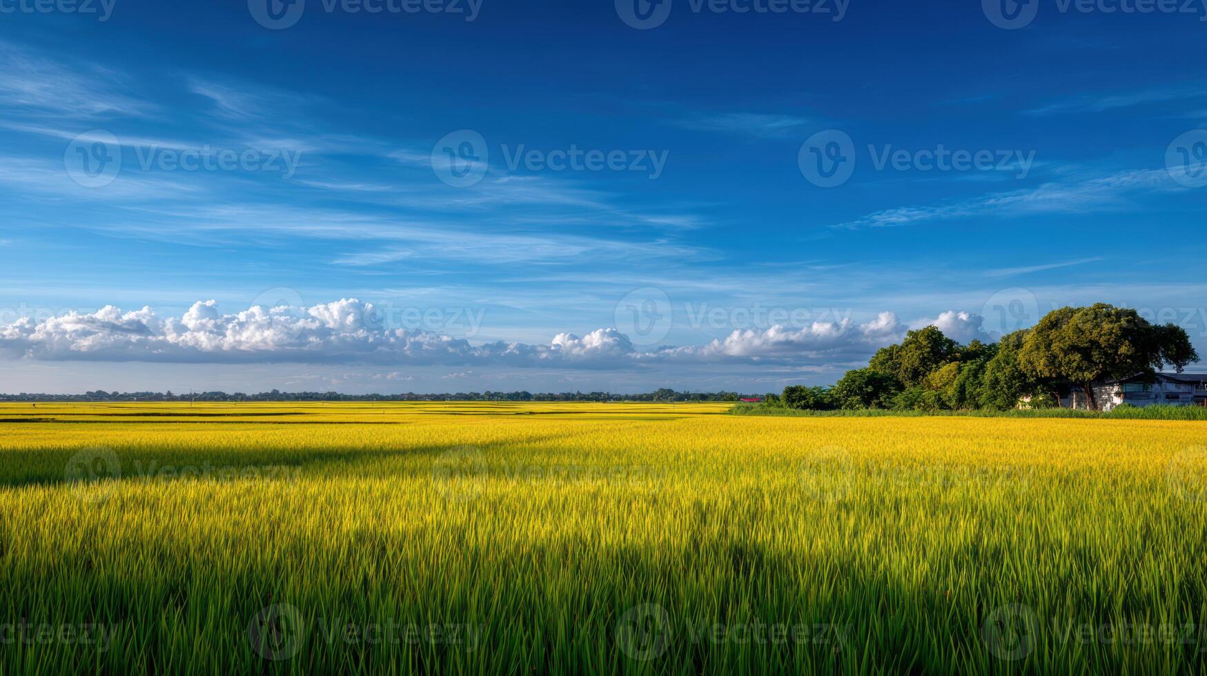 Lush golden rice field under a bright blue sky with clouds a serene agricultural landscape symbolizing harvest season photo